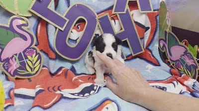 Dahlia M B, a male Pomapoo for sale in Vinemont, AL – 5 of 5