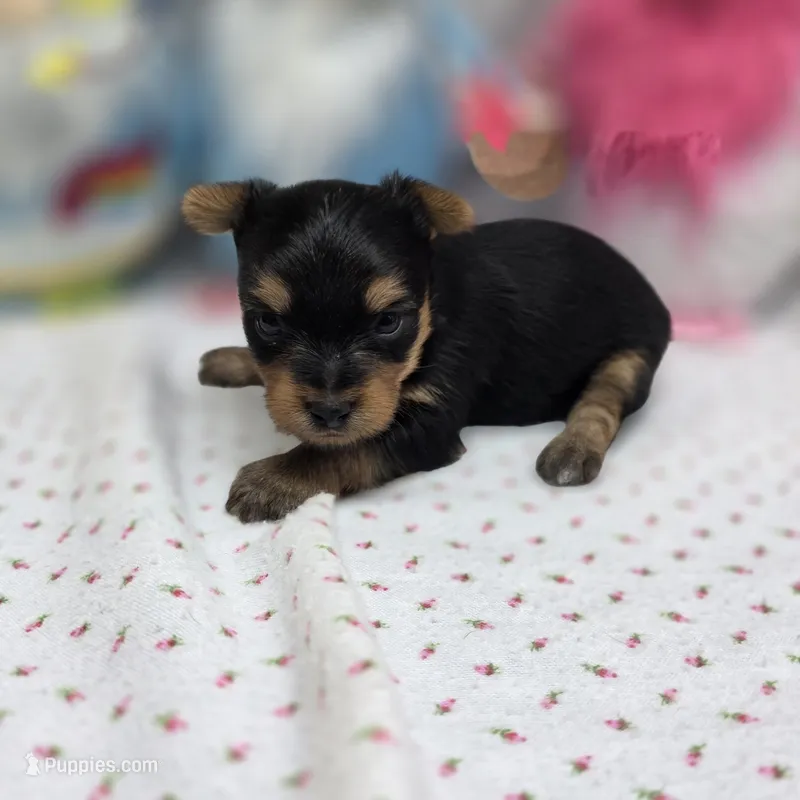 Luna F B – Yorkshire Terrier puppy for sale in Vinemont, AL