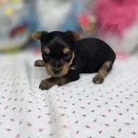 Luna F B, a female Yorkshire Terrier for sale in Vinemont, AL – 1 of 4