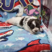Amaryllis M C, a male Pomapoo for sale in Vinemont, AL – 2 of 4