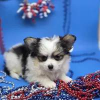 Kayleys M, a male Maltese and Papillon for sale in Vinemont, AL – 2 of 4