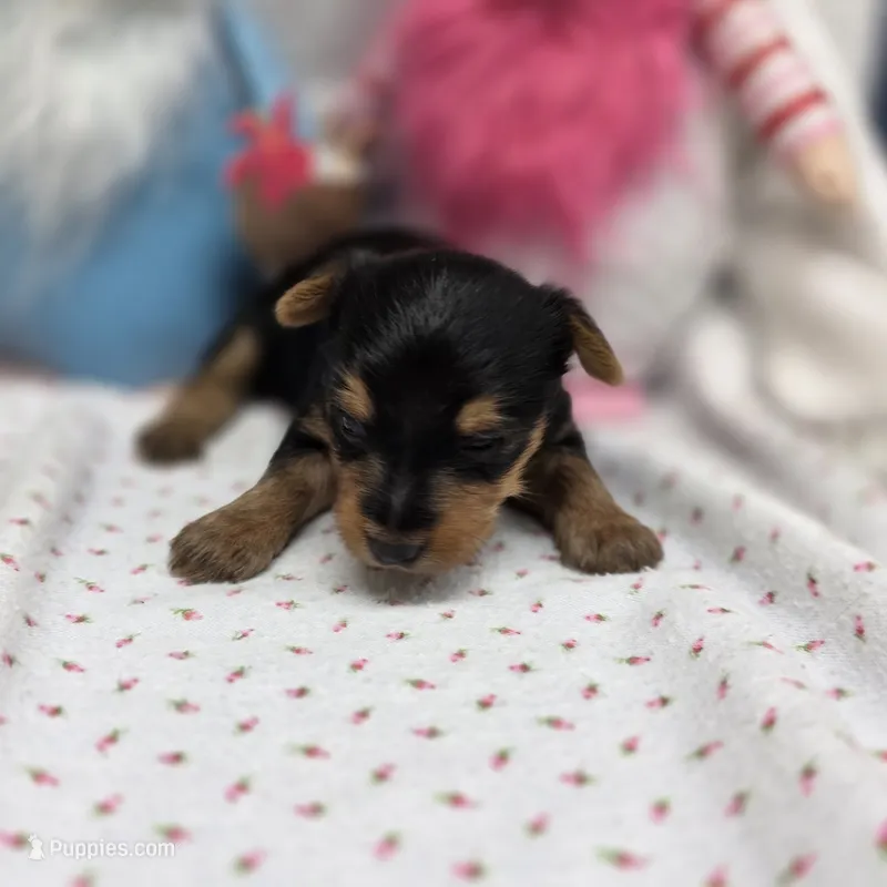 Luna F A – Yorkshire Terrier puppy for sale in Vinemont, AL