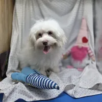 Harpie M A, a male Havanese for sale in Vinemont, AL – 4 of 8