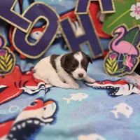Dahlia F B, a female Pomapoo for sale in Vinemont, AL – 2 of 5