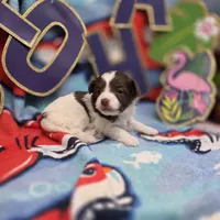 Dahlia F B, a female Pomapoo for sale in Vinemont, AL – 1 of 5