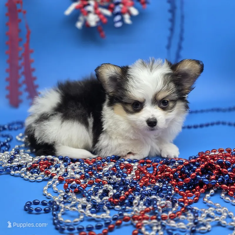 Kayleys M – Maltese, Papillon puppy for sale in Vinemont, AL