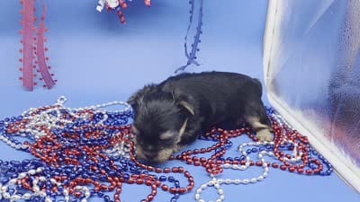 Zoey M, a male Yorkshire Terrier for sale in Vinemont, AL – 6 of 6
