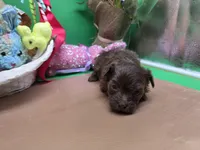 Caycee's MA, a male Havanese and Pomeranian for sale in Vinemont, AL – Photo 3 of 4