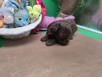 Caycee's MA, a male Havanese and Pomeranian for sale in Vinemont, AL – Photo 2 of 4