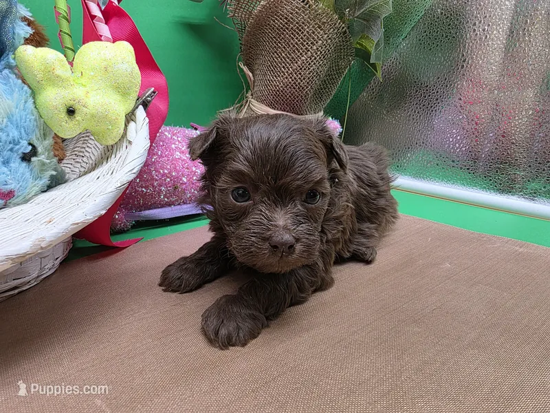 Caycee's MA – Havanese, Pomeranian puppy for sale in Vinemont, AL