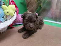 Caycee's MA, a male Havanese and Pomeranian for sale in Vinemont, AL – Photo 1 of 4