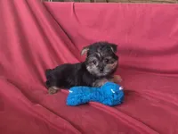 Pixie's MA, a male Morkie for sale in Vinemont, AL – 4 of 4