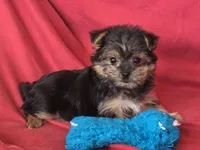 Pixie's MA, a male Morkie for sale in Vinemont, AL – 2 of 4