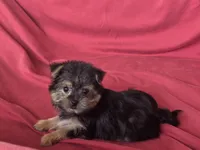 Pixie's MA, a male Morkie for sale in Vinemont, AL – 3 of 4
