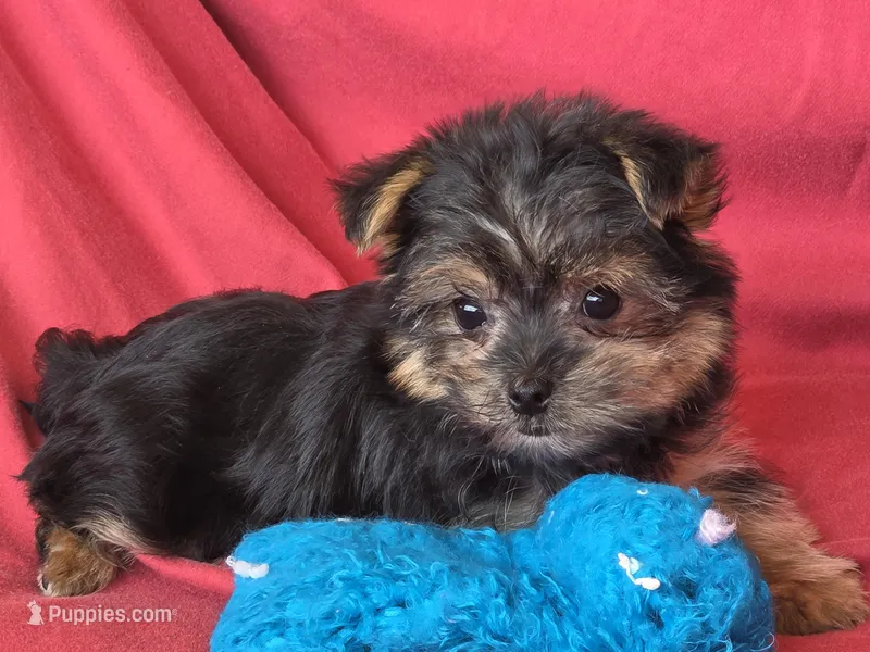 Pixie's MA – Morkie puppy for sale in Vinemont, AL