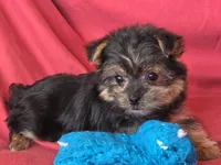 Pixie's MA, a male Morkie for sale in Vinemont, AL – 1 of 4