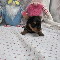Luna F B, a female Yorkshire Terrier for sale in Vinemont, AL – 2 of 4