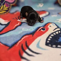 Jerica's F, a female Papillon and Yorkshire Terrier for sale in Vinemont, AL – 2 of 4