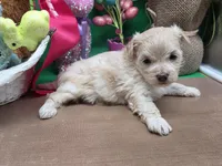 Caycee's FA, a female Havanese and Pomeranian for sale in Vinemont, AL – Photo 4 of 4