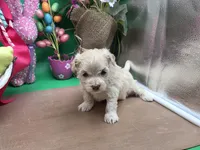 Caycee's FA, a female Havanese and Pomeranian for sale in Vinemont, AL – Photo 2 of 4