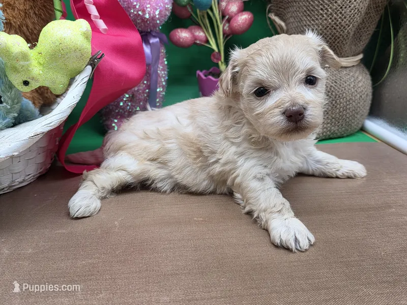 Caycee's FA – Havanese, Pomeranian puppy for sale in Vinemont, AL