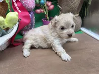 Caycee's FA, a female Havanese and Pomeranian for sale in Vinemont, AL – Photo 3 of 4