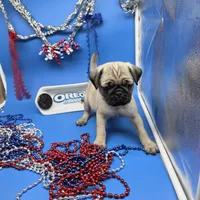 Ting Tang M A, a male Pug for sale in Vinemont, AL – 3 of 5