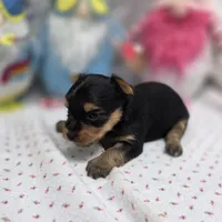 Luna F B, a female Yorkshire Terrier for sale in Vinemont, AL – 4 of 4