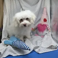 Harpie M A, a male Havanese for sale in Vinemont, AL – 3 of 8