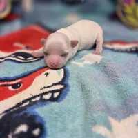 Kahlua's M, a male Chihuahua for sale in Vinemont, AL – 4 of 4