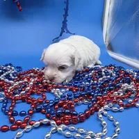 Harpie M A, a male Havanese for sale in Vinemont, AL – 3 of 5