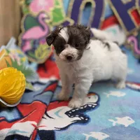 Amaryllis M C, a male Pomapoo for sale in Vinemont, AL – 4 of 4