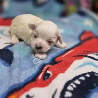 Babygirl M B, a male Maltipoo for sale in Vinemont, AL – 3 of 4