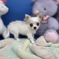 Kahlua's F B, a female Chihuahua for sale in Vinemont, AL – 4 of 8