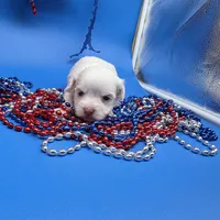 Harpie M A, a male Havanese for sale in Vinemont, AL – 4 of 5