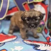 Amaryllis M A, a male Pomapoo for sale in Vinemont, AL – 3 of 4