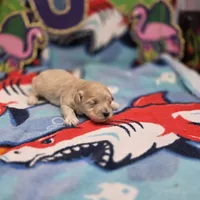 Babygirl F A, a female Maltipoo for sale in Vinemont, AL – 3 of 4