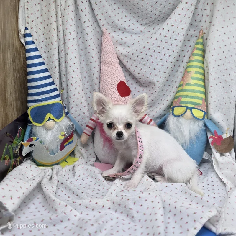 Kahlua's F A – Chihuahua puppy for sale in Vinemont, AL