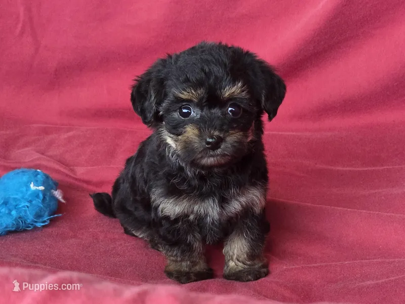 France's F – Yorkipoo puppy for sale in Vinemont, AL