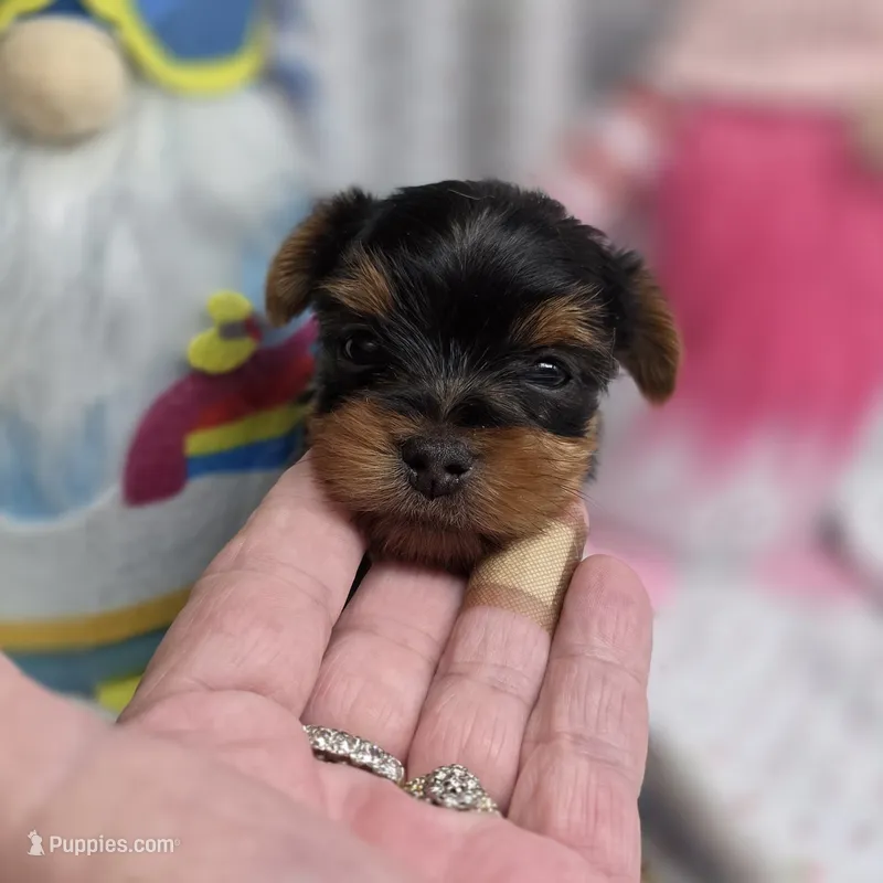Luna M – Yorkshire Terrier puppy for sale in Vinemont, AL