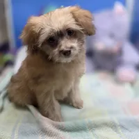 Dahlia F A, a female Pomapoo for sale in Vinemont, AL – 4 of 8