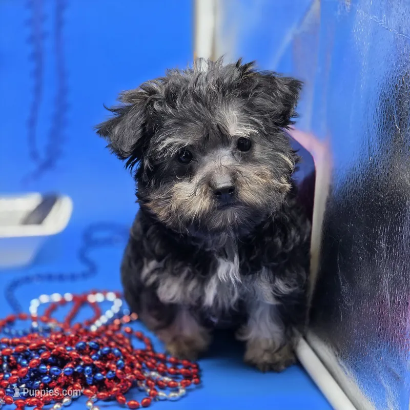 France's M, a male Yorkipoo for sale in Vinemont, AL – 1 of 4