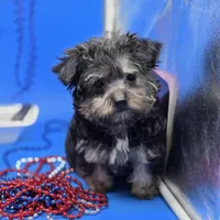 France's M, a male Yorkipoo for sale in Vinemont, AL – 1 of 4