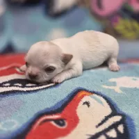 Rose' M A, a male Chihuahua for sale in Vinemont, AL – 2 of 4