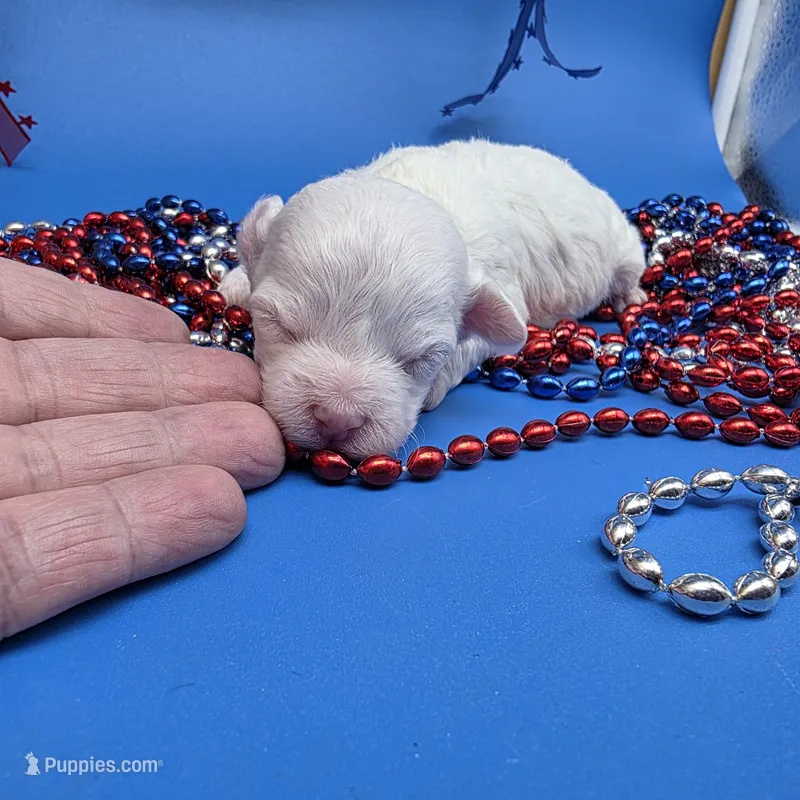 Sawdust F B – Havanese puppy for sale in Vinemont, AL
