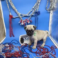 Ting Tang F C, a female Pug for sale in Vinemont, AL – 1 of 5