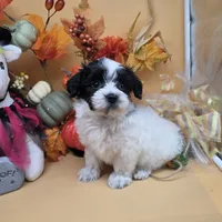 Brazil's F B, a female Maltipoo for sale in Vinemont, AL – 4 of 4