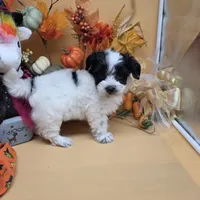 Brazil's F B, a female Maltipoo for sale in Vinemont, AL – 2 of 4