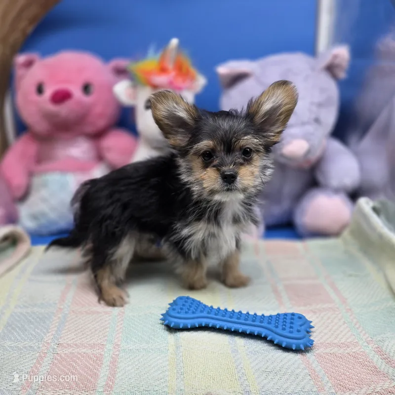Capri M A – Papillon, Yorkshire Terrier puppy for sale in Vinemont, AL