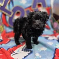 MiLu M A, a male Yorkipoo for sale in Vinemont, AL – 4 of 4
